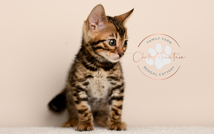 Bengal kitten for sale